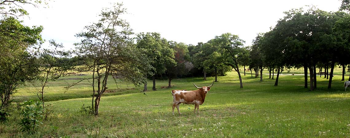 Longhorn cow grazing in lush green field