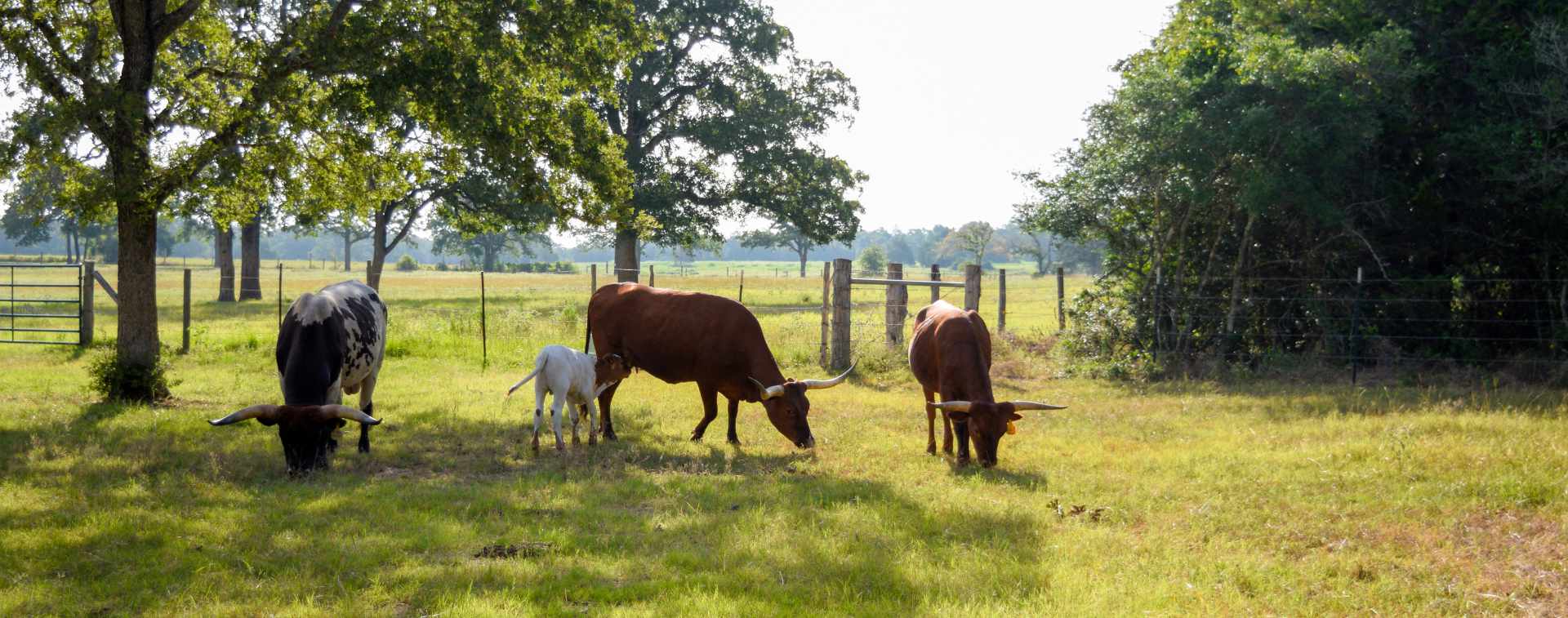 Cattle grazing in sunny, fenced pasture with trees.