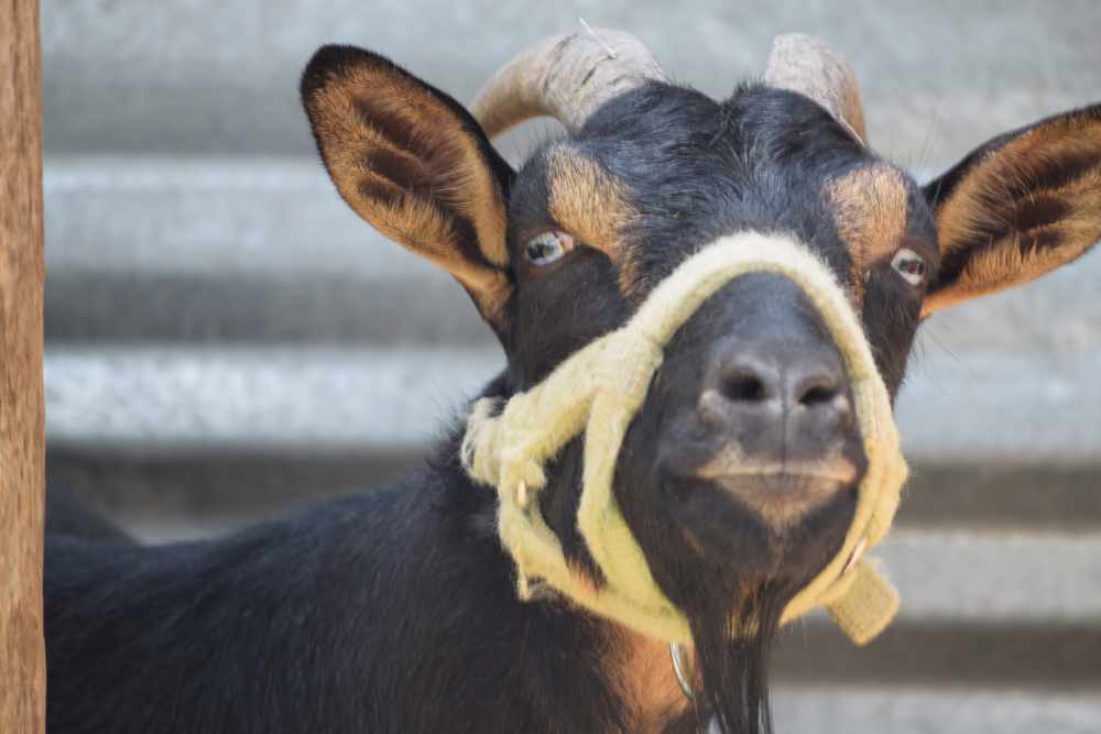 Close-up of a black goat with white markings