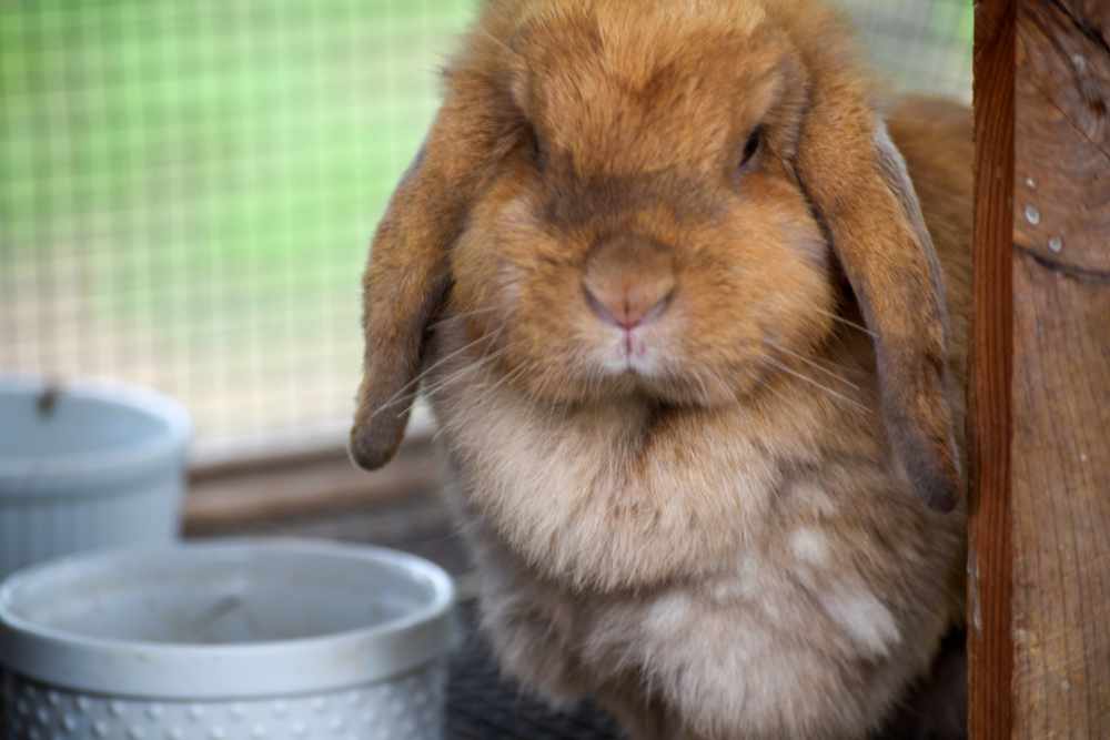 brown-bunny-lg Fluffy brown rabbit in a cozy wooden hutch