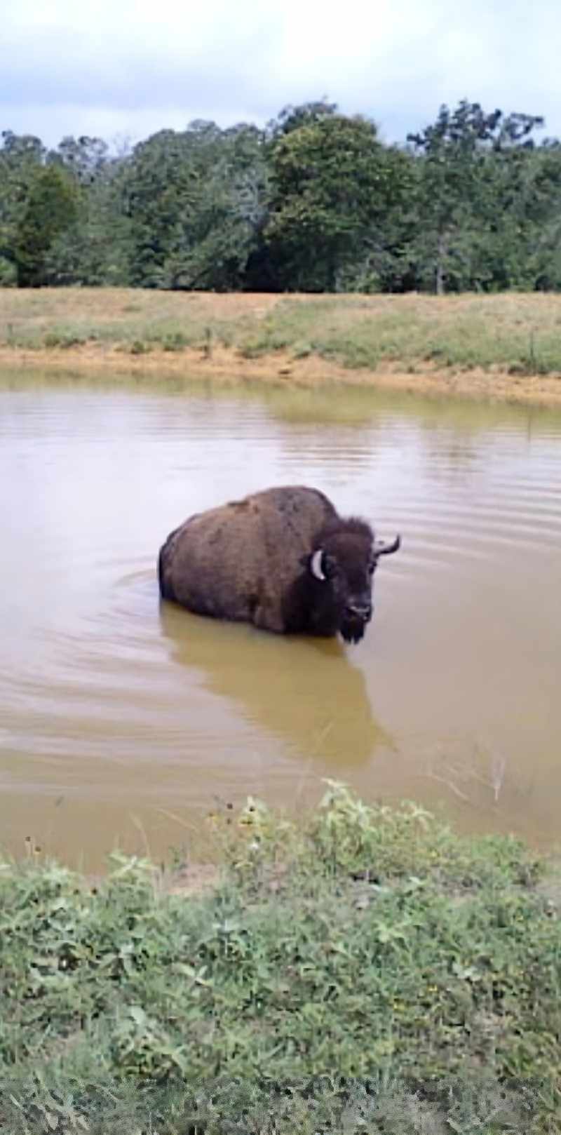 Bison standing in shallow pond surrounded by greenery