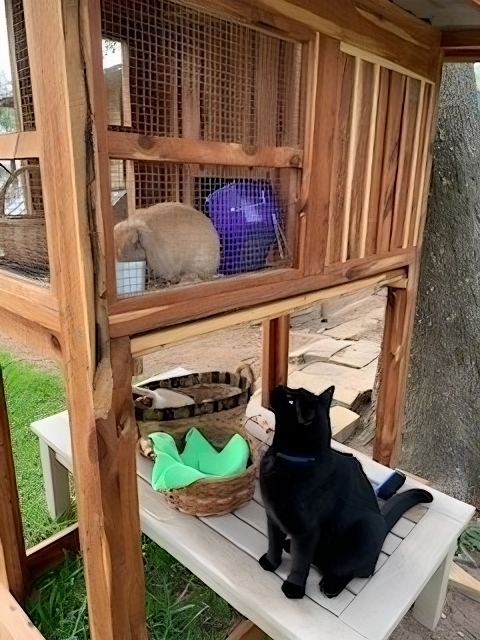 cat-with-bunnies Black cat sitting by rabbit hutch on wooden bench.