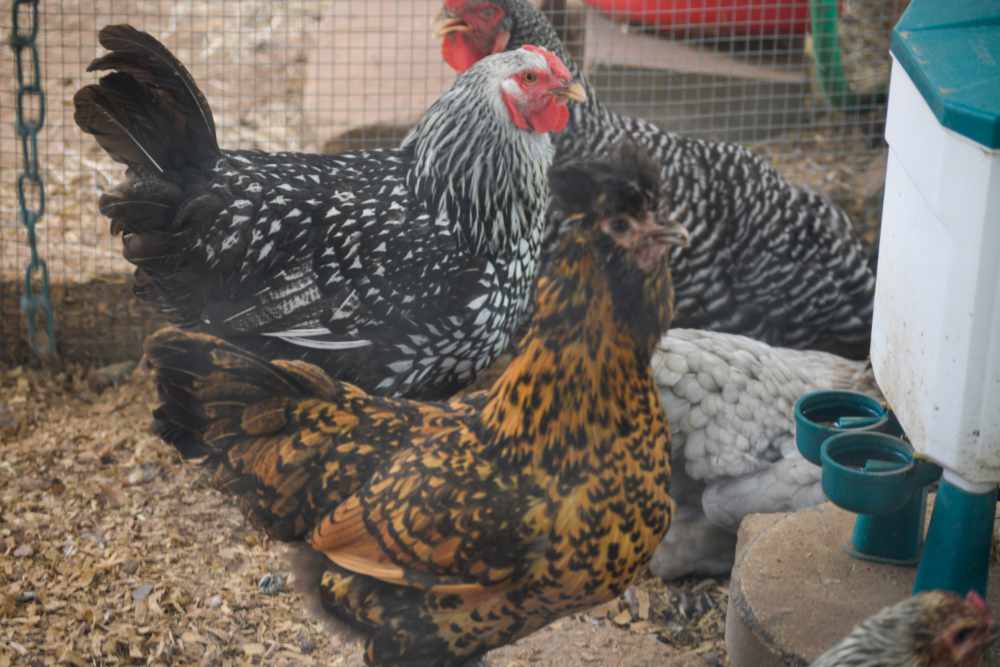 chickens Colorful chickens in a farm enclosure
