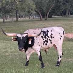 Spotted Longhorn cow in grassy field