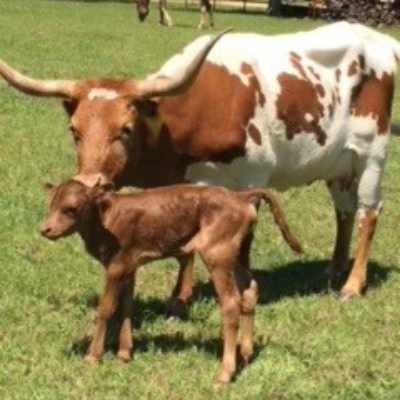 Longhorn cow with her calf in sunny field