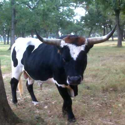 Longhorn cow in a grassy field with trees