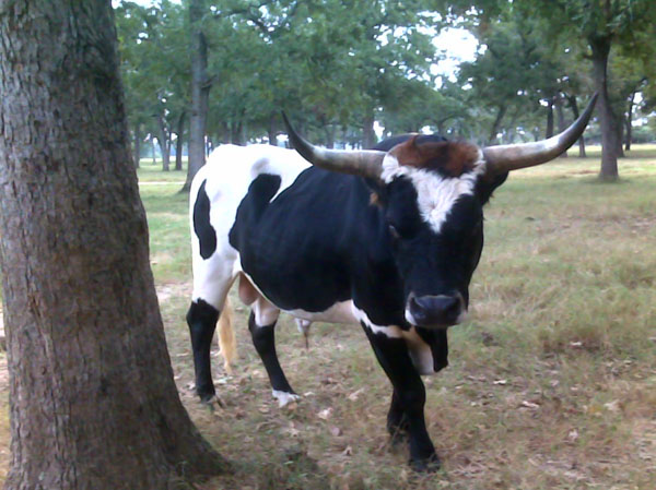 cris-cross Longhorn cow standing in a wooded pasture