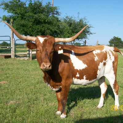 Texas longhorn cattle standing in a grassy field