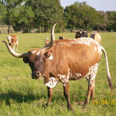 Longhorn cow in a green field, sunny day.