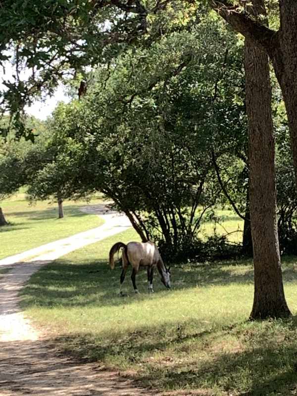 Horse grazing by pathway in sunny, tree-lined park