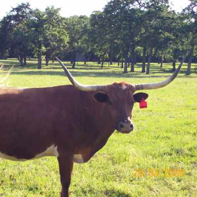 Brown longhorn cow in sunny pasture