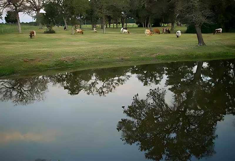 pasture-s Cows grazing near a reflective pond
