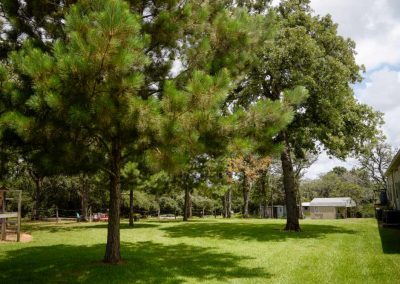 Green park with towering pine trees and clear sky