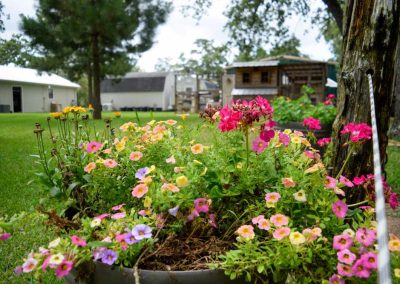 Colorful flowers in backyard garden near rustic buildings