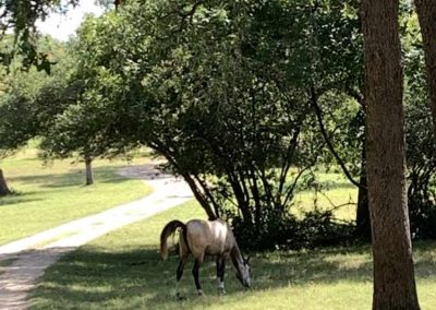 Horse grazing in sunlit park with trees