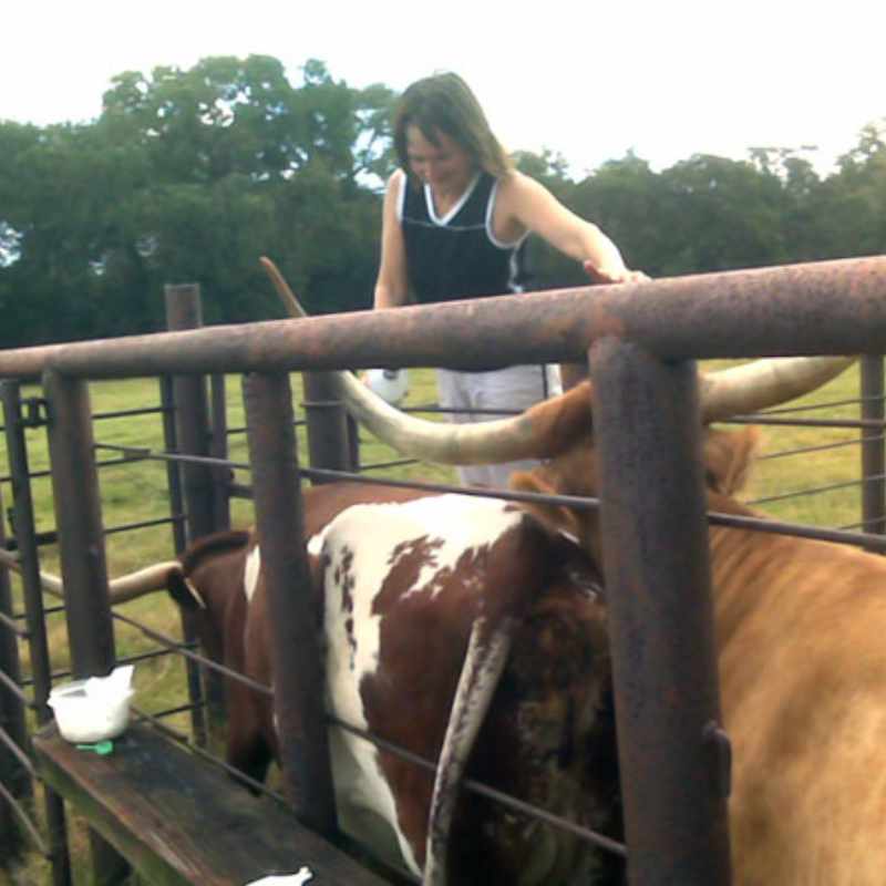 worming-c Woman feeding cattle in a farm enclosure
